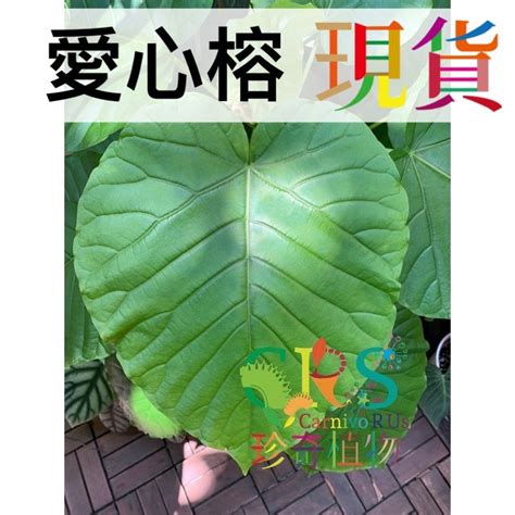 愛心榕|5分鐘認識愛心榕｜A&Y｜Ficus umbellata【觀葉植物 